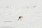 Stalking across the snow on arrival day