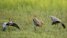 They continued to dance after Millie  landed.