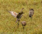 Pi flaps his wings to start dance at 67 days.