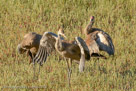Pi spreads his wings to get sunshine on frost Aug 31 morn.