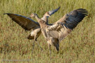 Millie and Pi stretch back their wings,