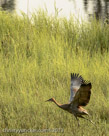 Pi (50 days old) runs and wing-flaps across Bog Central (1st of three images).