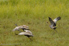 A week after his firsrt glide, Pi tries to lift off in synchrony with parents.