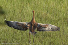 Pi spreads his wings and runs in preflight practice (43 days old, July 27).