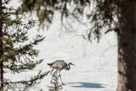 Roy and Millie walk across the snow and explore.