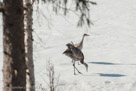 Roy and Millie walk across the snow and explore.
