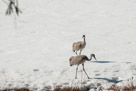 Roy and Millie walk across the snow and explore.