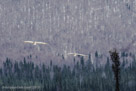 Roy and Millie returning at 2:26 PM from their trip across the snowy valley.