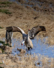 Roy dances to Millie two days before incubation starts.