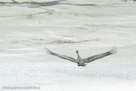 Roy comes back to his territory on May 15 with a territorial flight display.