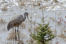 It is still icy in the morning of the first day of incubation