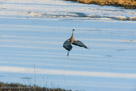 Roy brings his wings down as he jumps up.