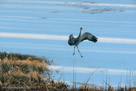 Roy jumps high as he runs.