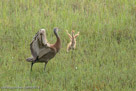 PI DANCES WITH MOM - Pi waves his wings.  (sequence, 5th of 5)