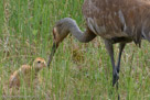 At 5:15PM on his 12th day, Pi reaches for the bee in Millie's beak.