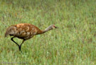Millie lunges forward to seize a flying dragonfly.