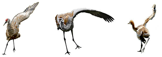 Single-wing-spin
